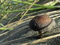 Psathyrella ammophila image