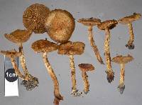 Pholiota subflammans image