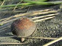 Psathyrella ammophila image