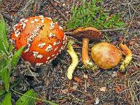 Amanita muscaria image