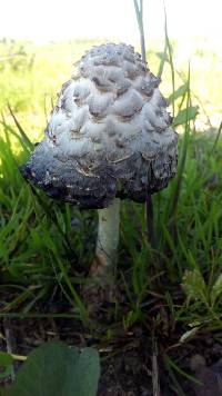 Coprinus comatus image