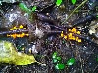 Favolaschia calocera image