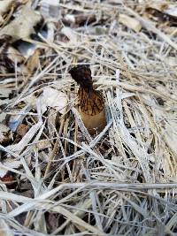 Morchella importuna image