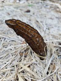 Morchella importuna image