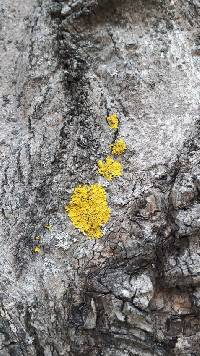 Xanthoria parietina var. parietina image