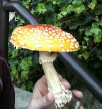 Amanita muscaria image