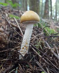 Stropharia ambigua image