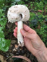 Chlorophyllum brunneum image