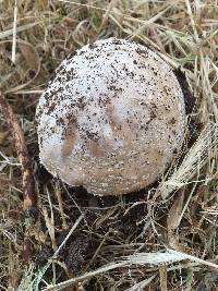 Amanita pantherina image