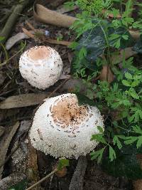 Chlorophyllum brunneum image