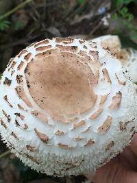 Chlorophyllum brunneum image