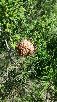 Gymnosporangium juniperi-virginianae image