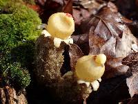 Calostoma lutescens image