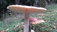 Amanita muscaria image