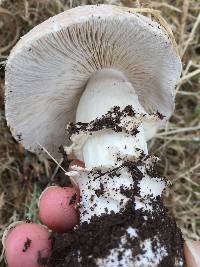 Amanita pantherina image