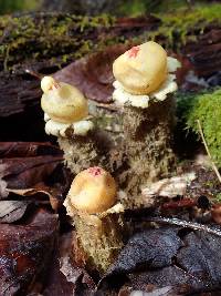 Calostoma lutescens image