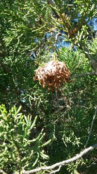 Gymnosporangium juniperi-virginianae image