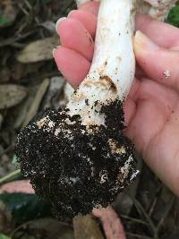 Chlorophyllum brunneum image