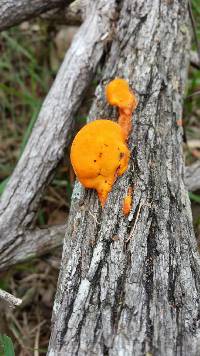 Pycnoporus coccineus image