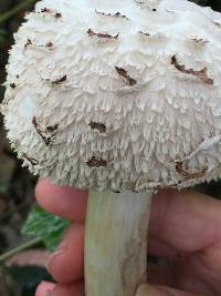 Chlorophyllum brunneum image