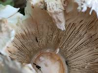 Chlorophyllum brunneum image