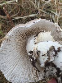 Amanita pantherina image