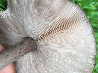 Pluteus cervinus image