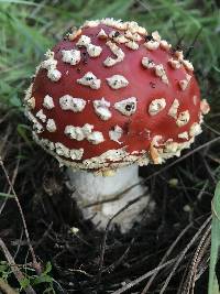 Amanita muscaria image