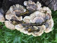 Trametes versicolor image