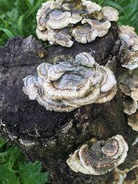 Trametes versicolor image