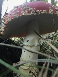 Amanita muscaria image