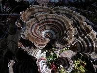 Trametes versicolor image