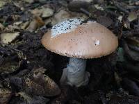 Amanita velosa image