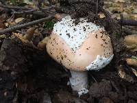 Amanita velosa image