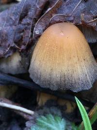 Coprinellus micaceus image