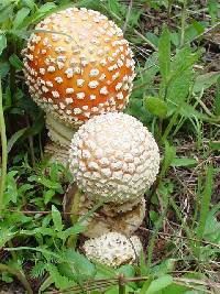 Amanita muscaria image