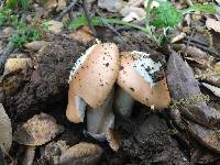 Amanita velosa image