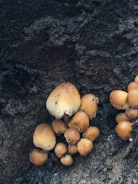 Coprinellus micaceus image