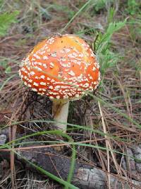 Amanita muscaria image