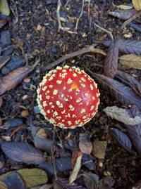 Amanita muscaria image