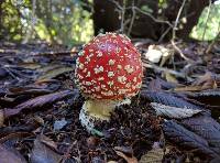 Amanita muscaria image