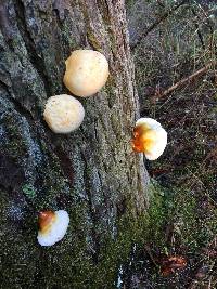 Ganoderma tsugae image