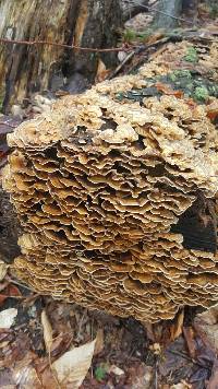 Trametes versicolor image