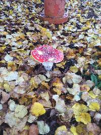 Amanita muscaria image