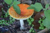 Amanita muscaria image