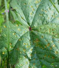 Puccinia malvacearum image