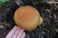 Gymnopilus junonius image