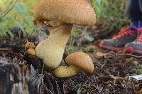 Gymnopilus junonius image