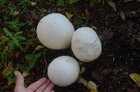 Calvatia gigantea image