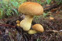 Gymnopilus junonius image